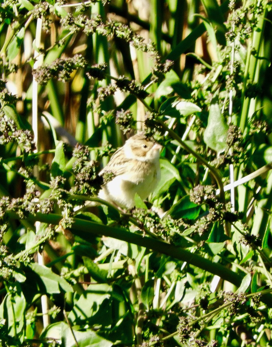 Clay-colored Sparrow - ML115393921