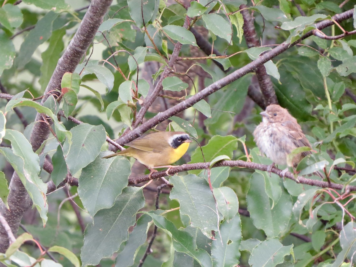 Common Yellowthroat - Jeanne-Marie Maher
