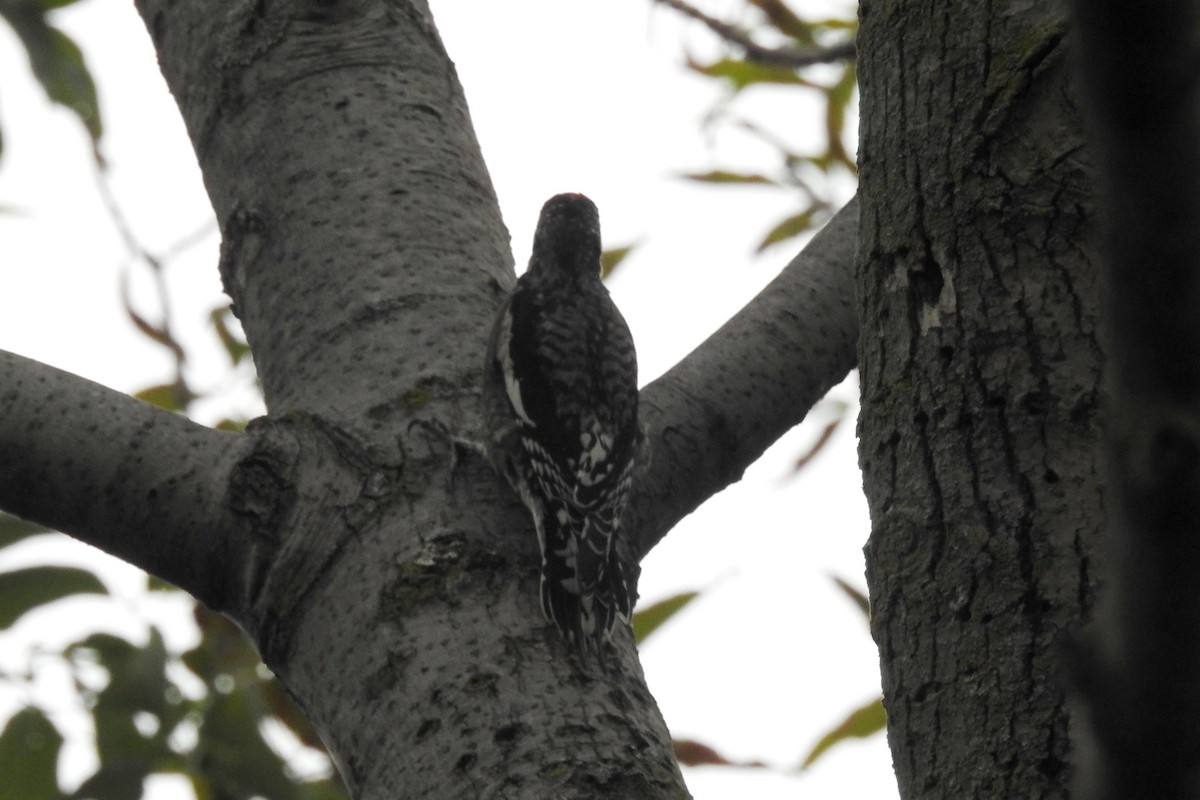 Yellow-bellied Sapsucker - Terry Walsh