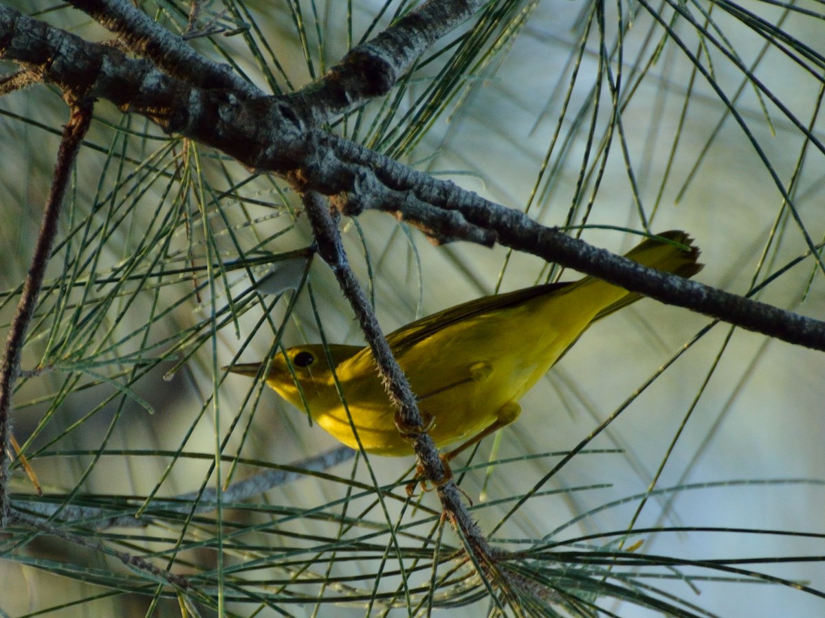 Yellow Warbler - Bente Torvund