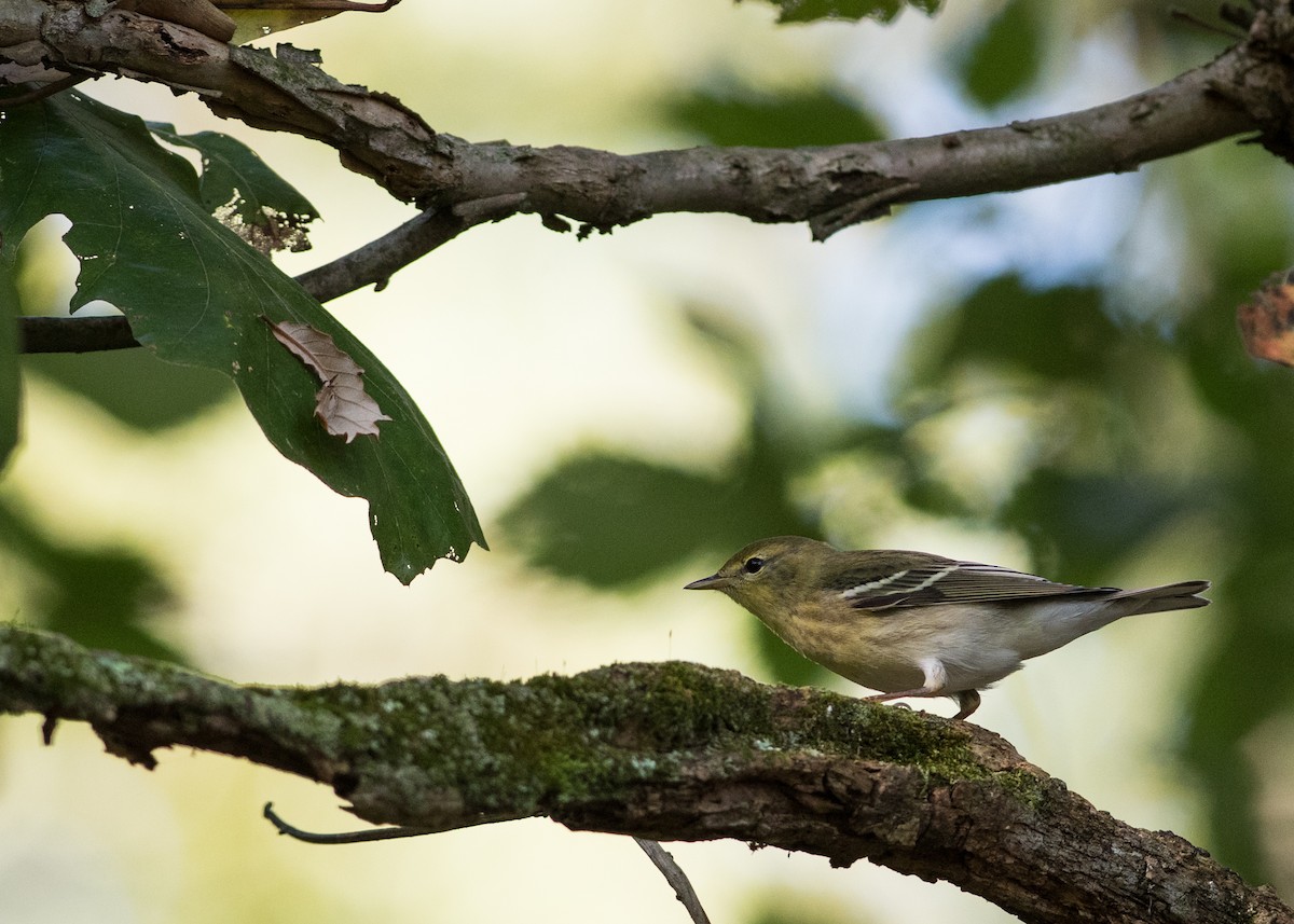Blackpoll Warbler - Sheila and Ed Bremer
