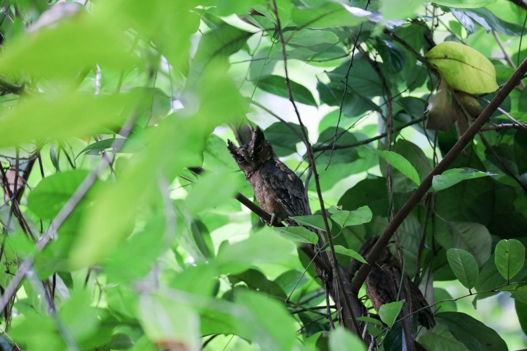 Sunda Scops-Owl - Hickson Fergusson