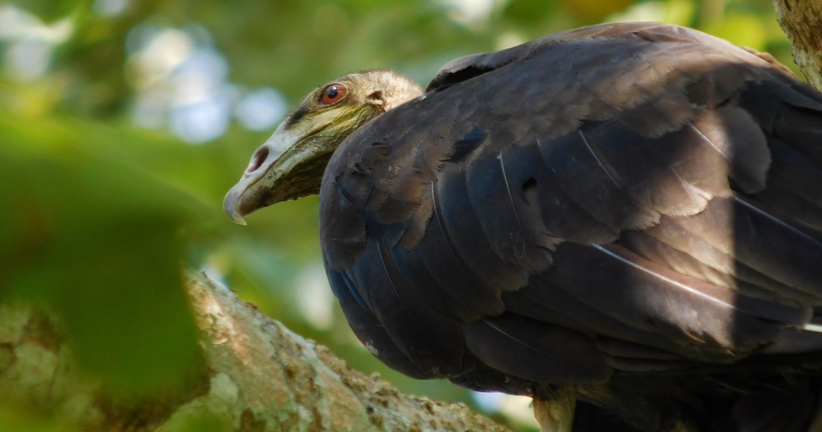 Lesser Yellow-headed Vulture - Sergio LEON