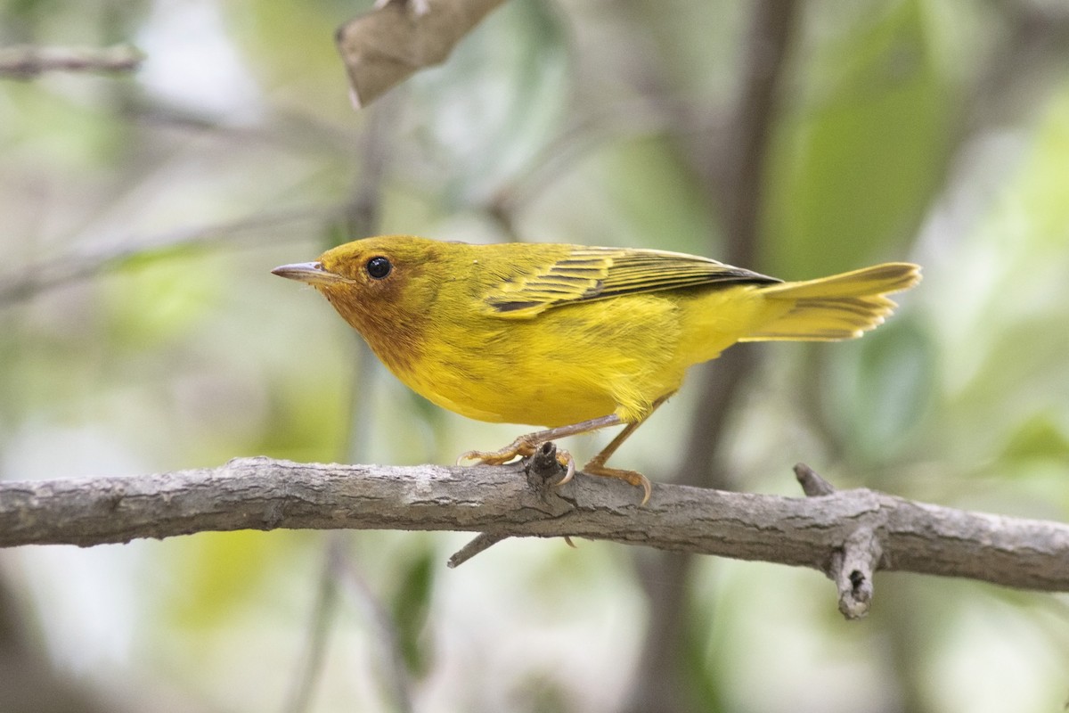 Yellow Warbler (Mangrove) - Guillermo  Saborío Vega