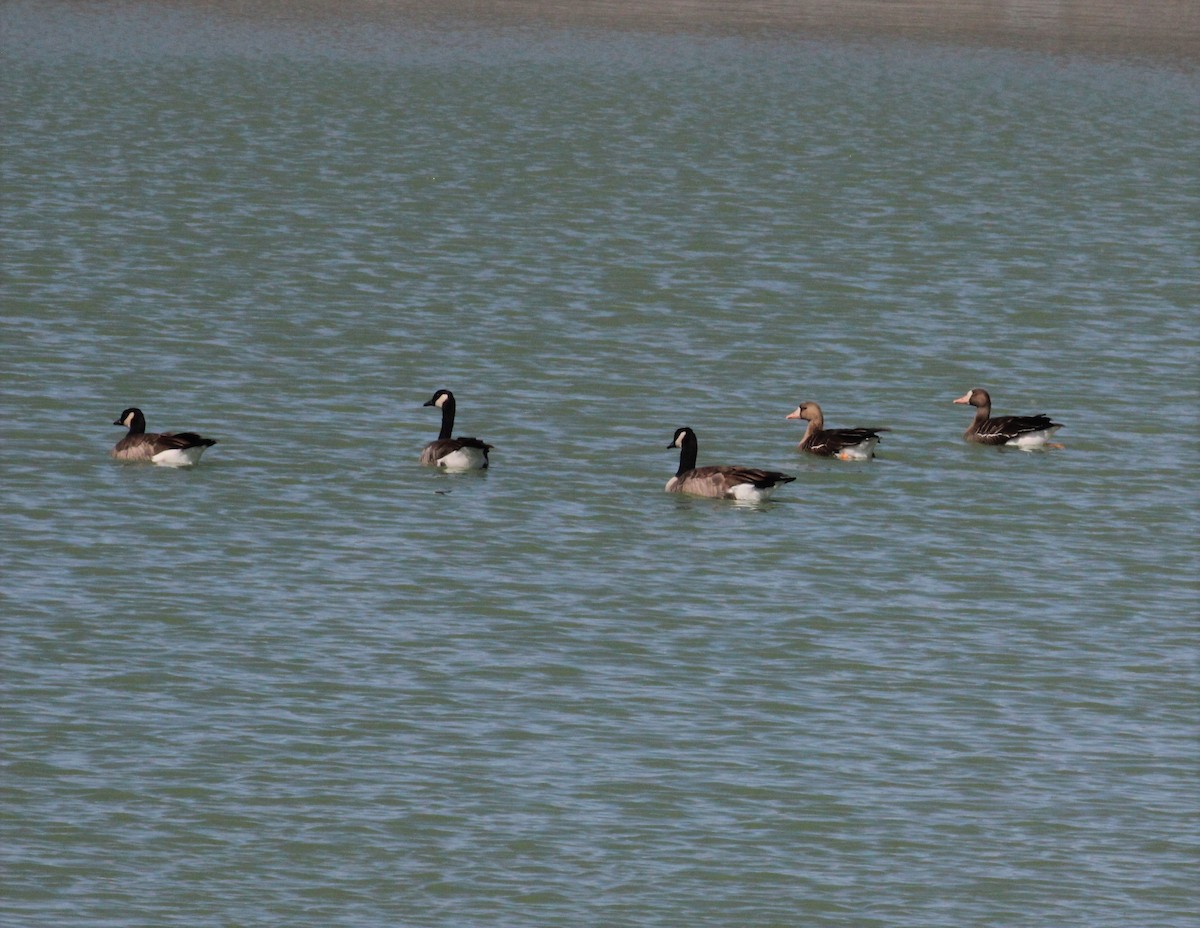 Greater White-fronted Goose - Chuck Gates