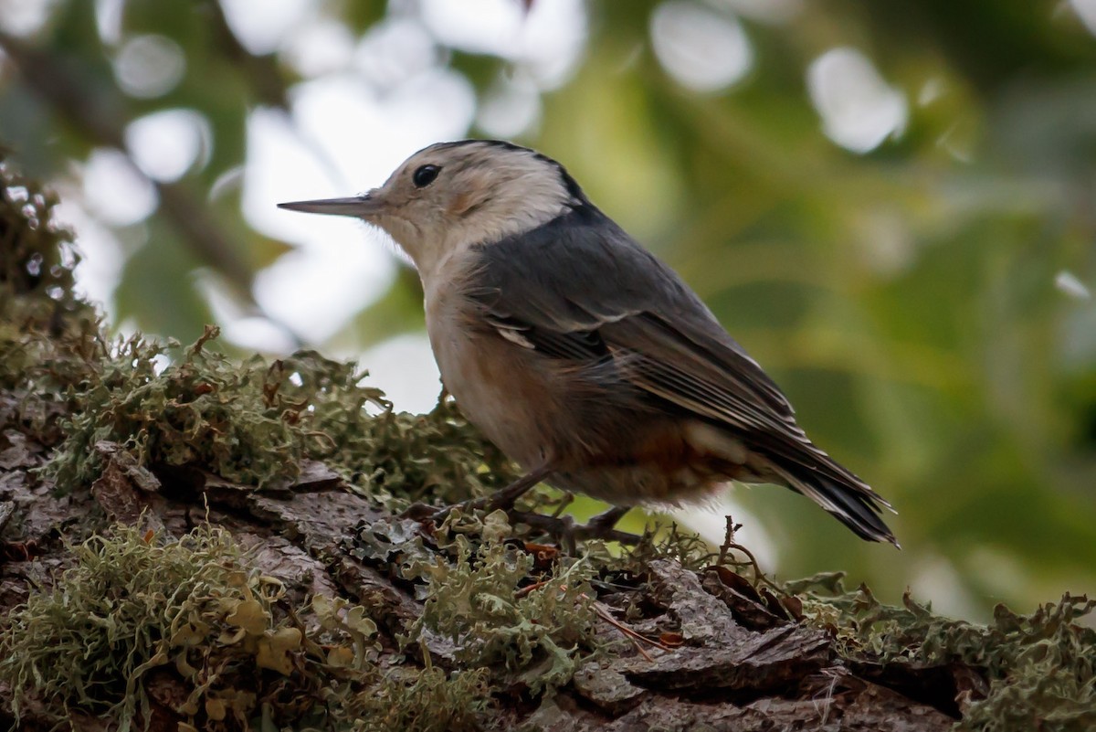 White-breasted Nuthatch (Pacific) - Carole Rose