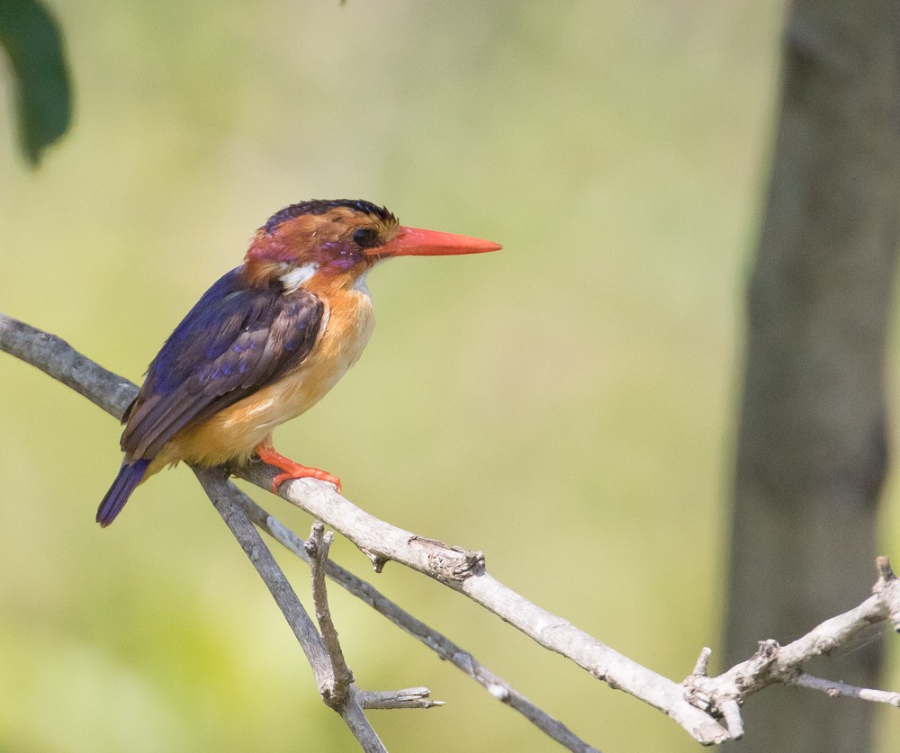 African Pygmy Kingfisher - Allan Welby