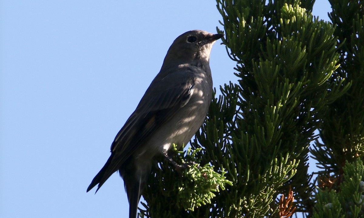 Townsend's Solitaire - Peter Svensson