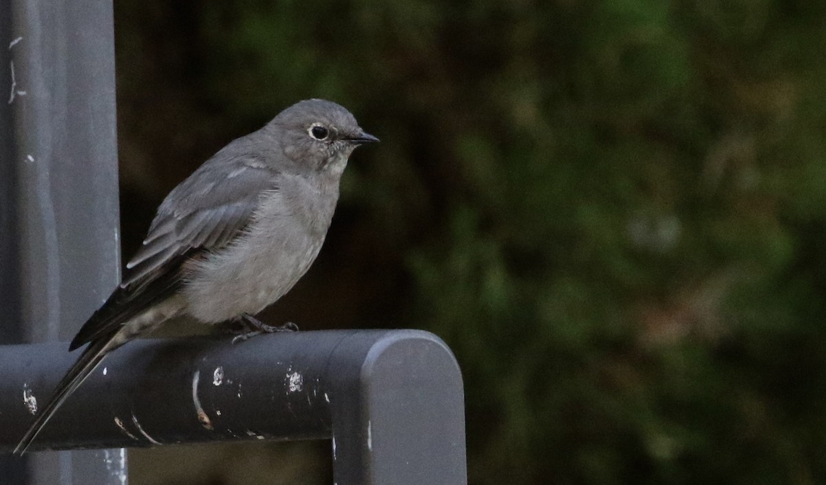 Townsend's Solitaire - ML115412791