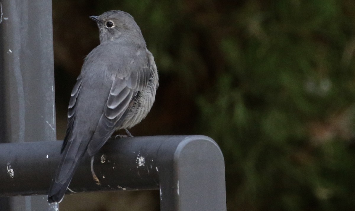 Townsend's Solitaire - ML115412901