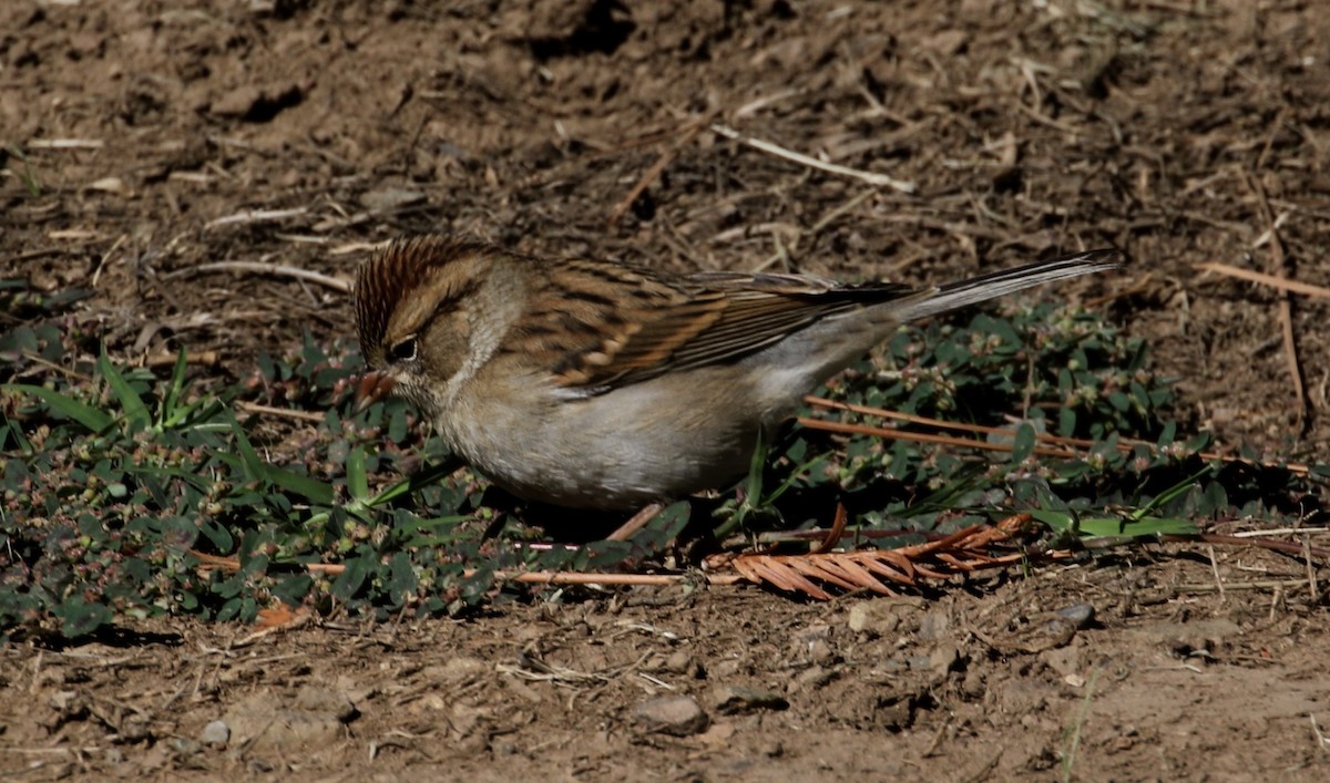 Chipping Sparrow - ML115413191