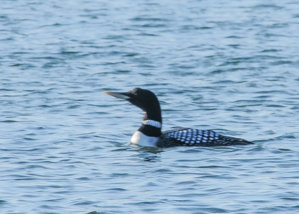 Yellow-billed Loon - Larry Bowdre