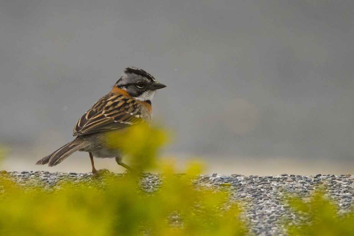 Rufous-collared Sparrow - ML115417581