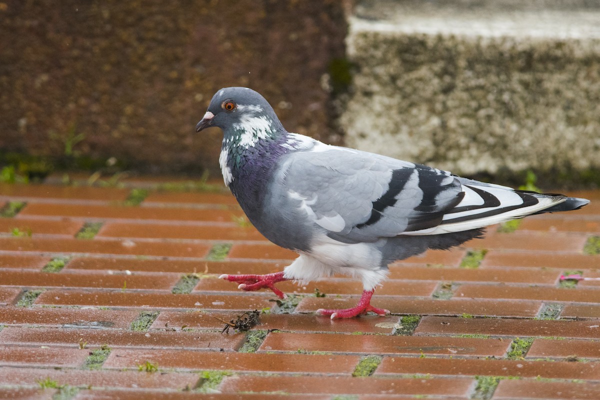 Сизый голубь (Одомашненного типа) - ML115417661