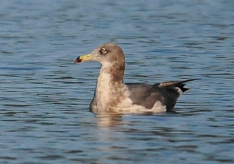 Black-tailed Gull - Kurt Hennige