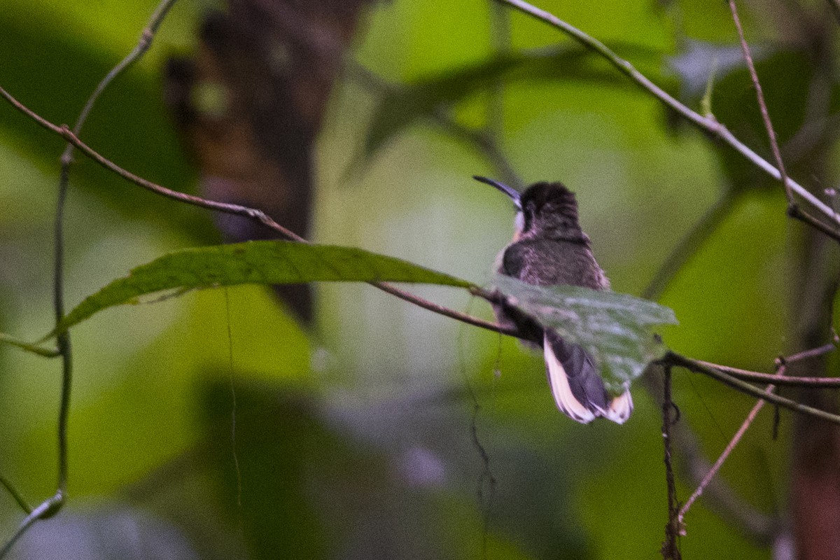 Pale-tailed Barbthroat - ML115419831