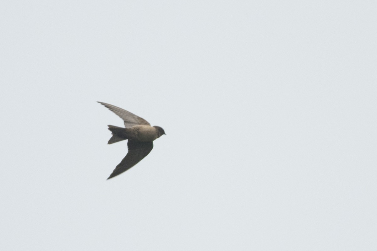 White-thighed Swallow - John Cahill xikanel.com