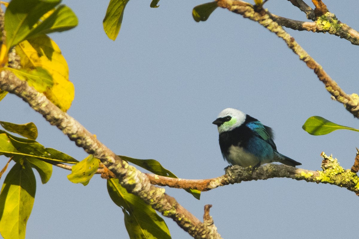 Masked Tanager - ML115423421