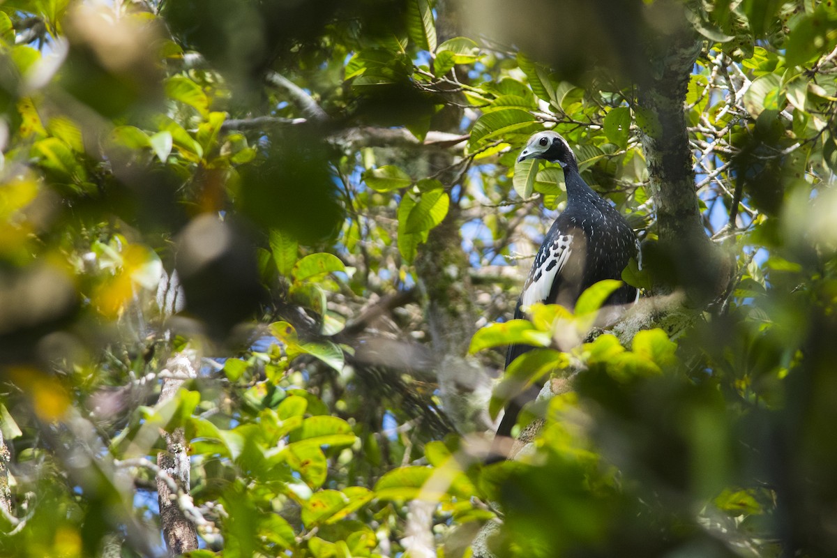 Blue-throated Piping-Guan - ML115423521