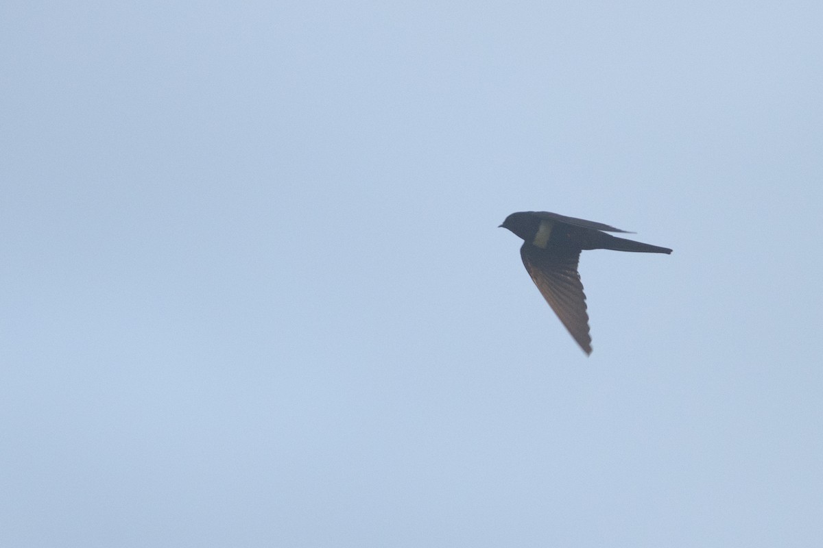White-banded Swallow - ML115423541