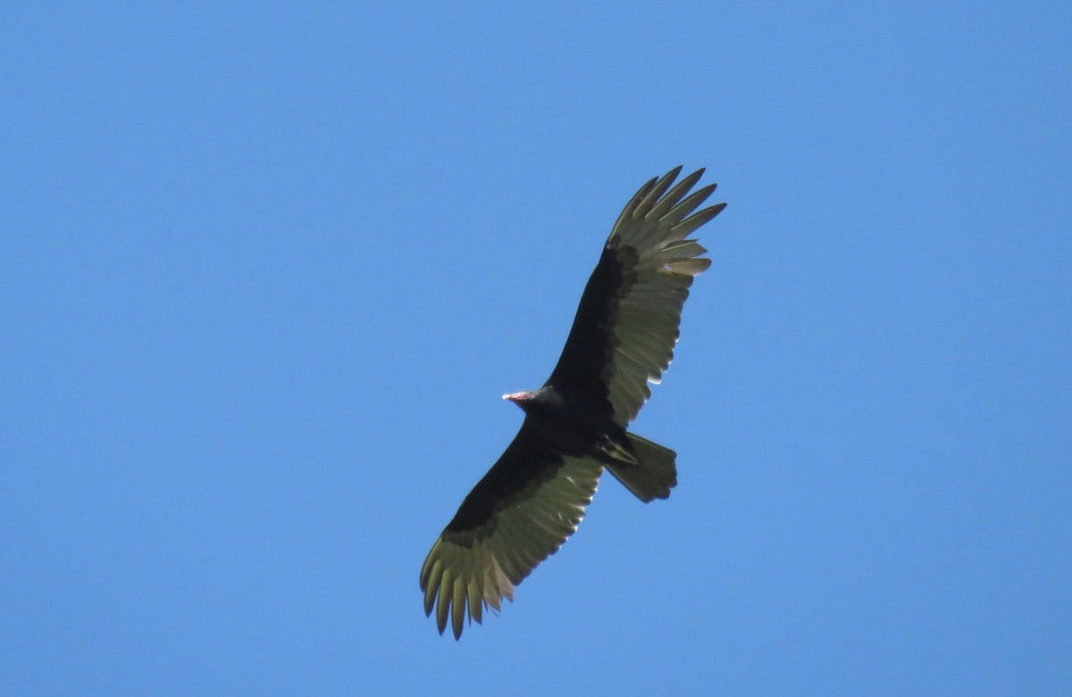 Turkey Vulture - ML115424731