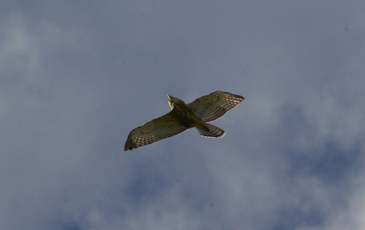 Broad-winged Hawk (Northern) - Bill Telfair