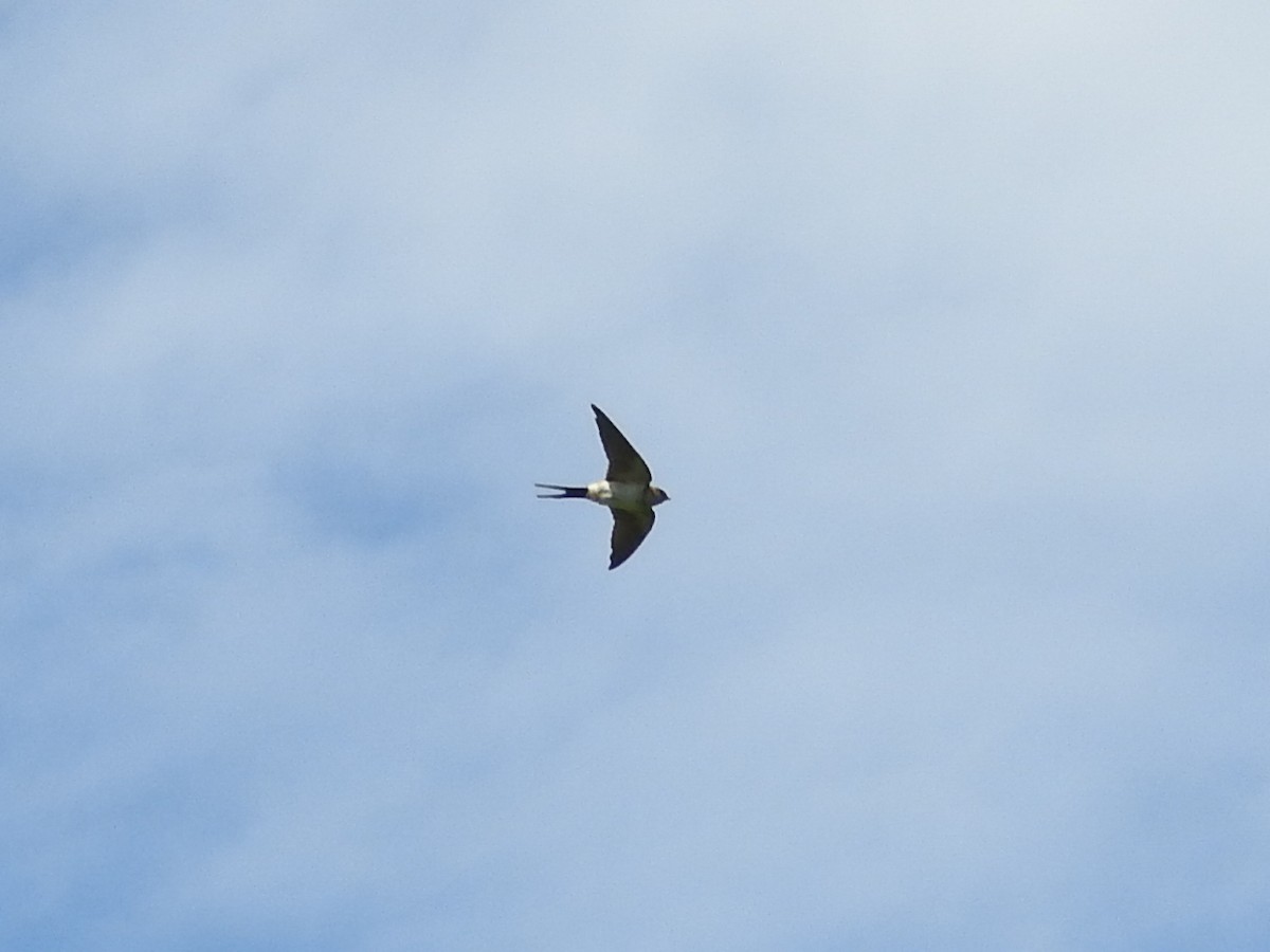 Red-rumped Swallow - ML115430281