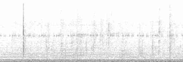 Weißbinden-Ameisenvogel - ML115433