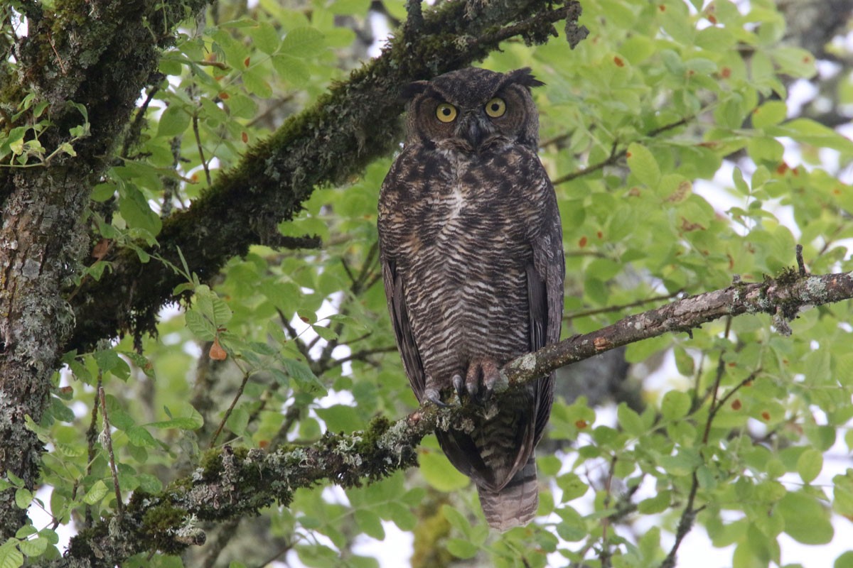 Great Horned Owl - ML115433901