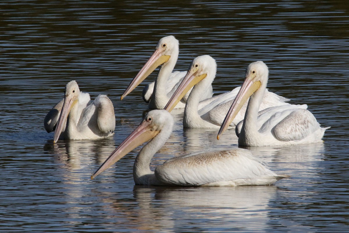 American White Pelican - Noah Strycker