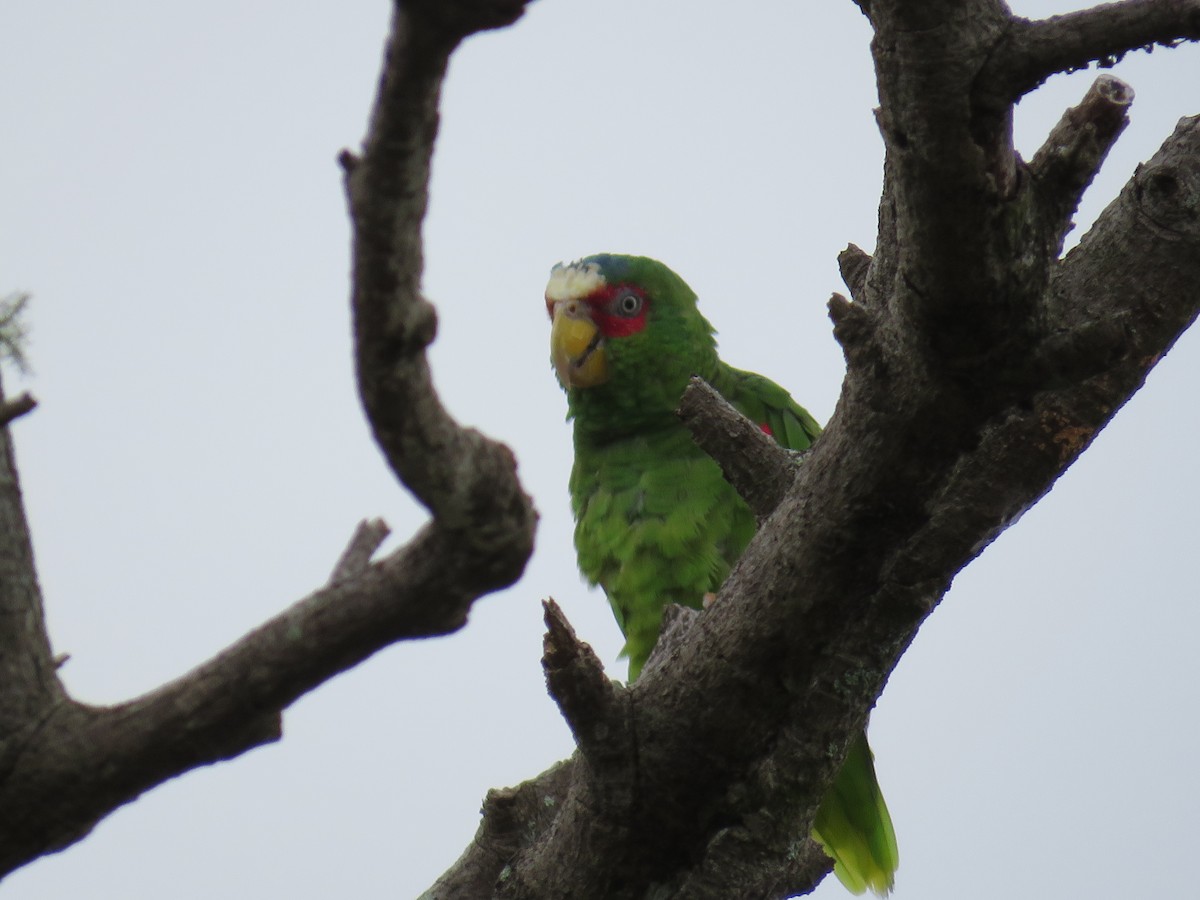 White-fronted Parrot - ML115436841