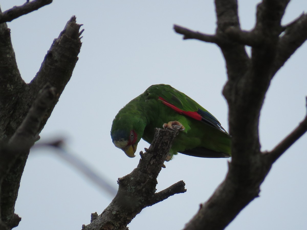 White-fronted Parrot - ML115436881