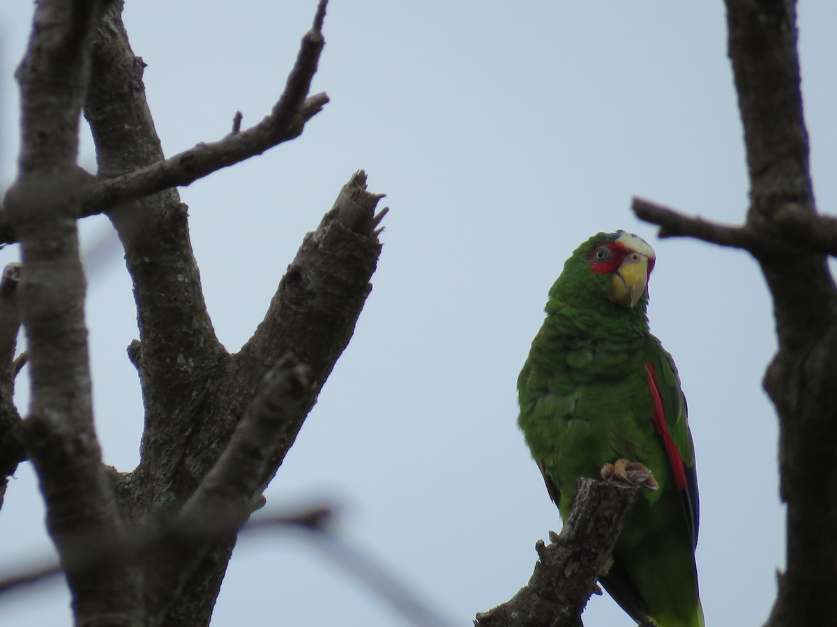 White-fronted Parrot - ML115436901