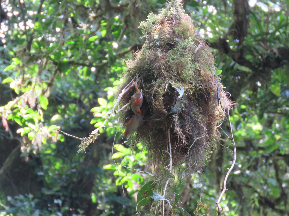 Red-faced Spinetail - ML115437061