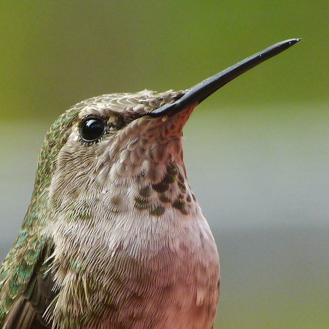 Anna's Hummingbird - ML115437491