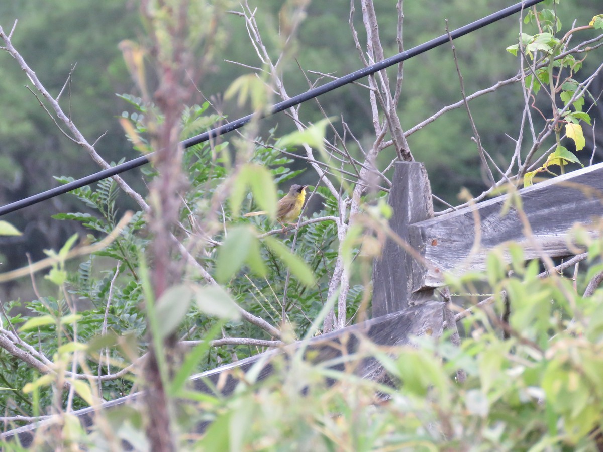 Gray-crowned Yellowthroat - ML115437621