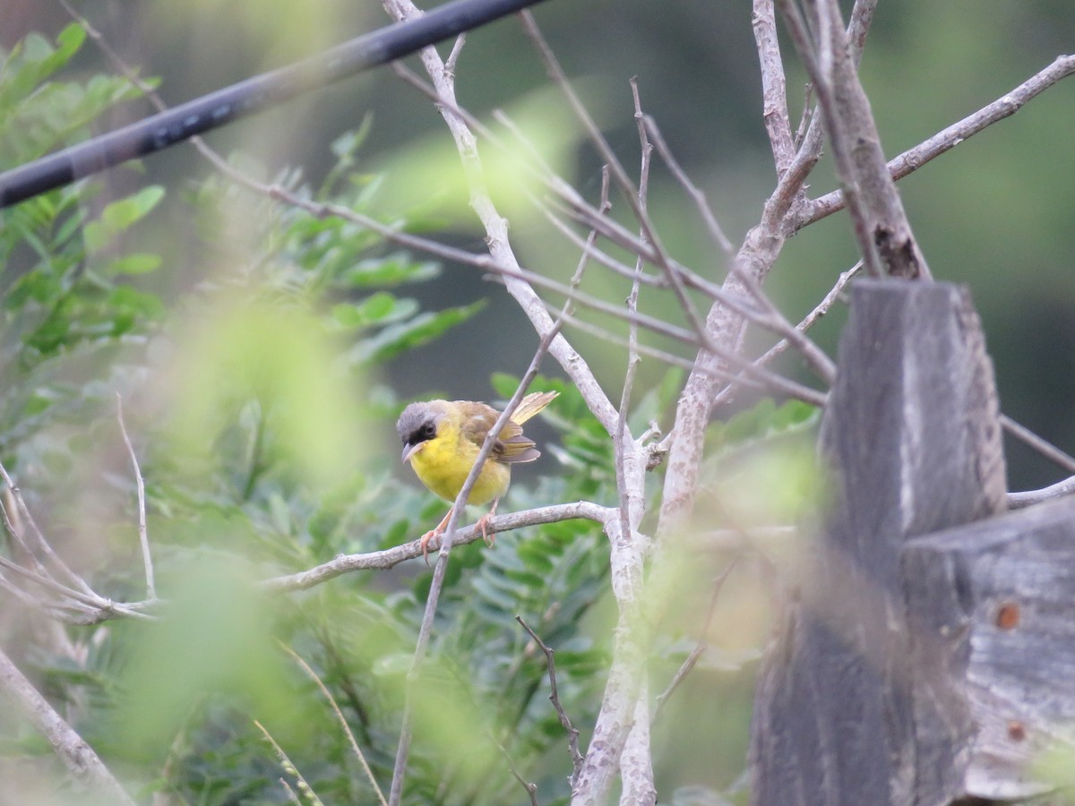 Gray-crowned Yellowthroat - Frank Chaves Barquero
