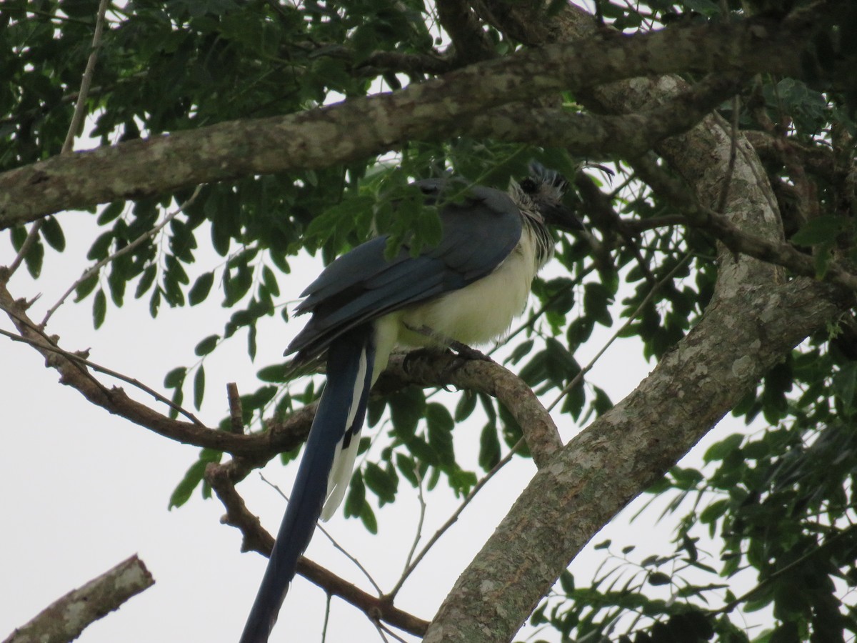 White-throated Magpie-Jay - ML115437871