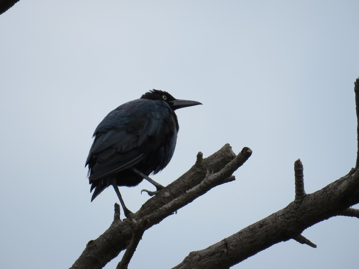Great-tailed Grackle - ML115437971
