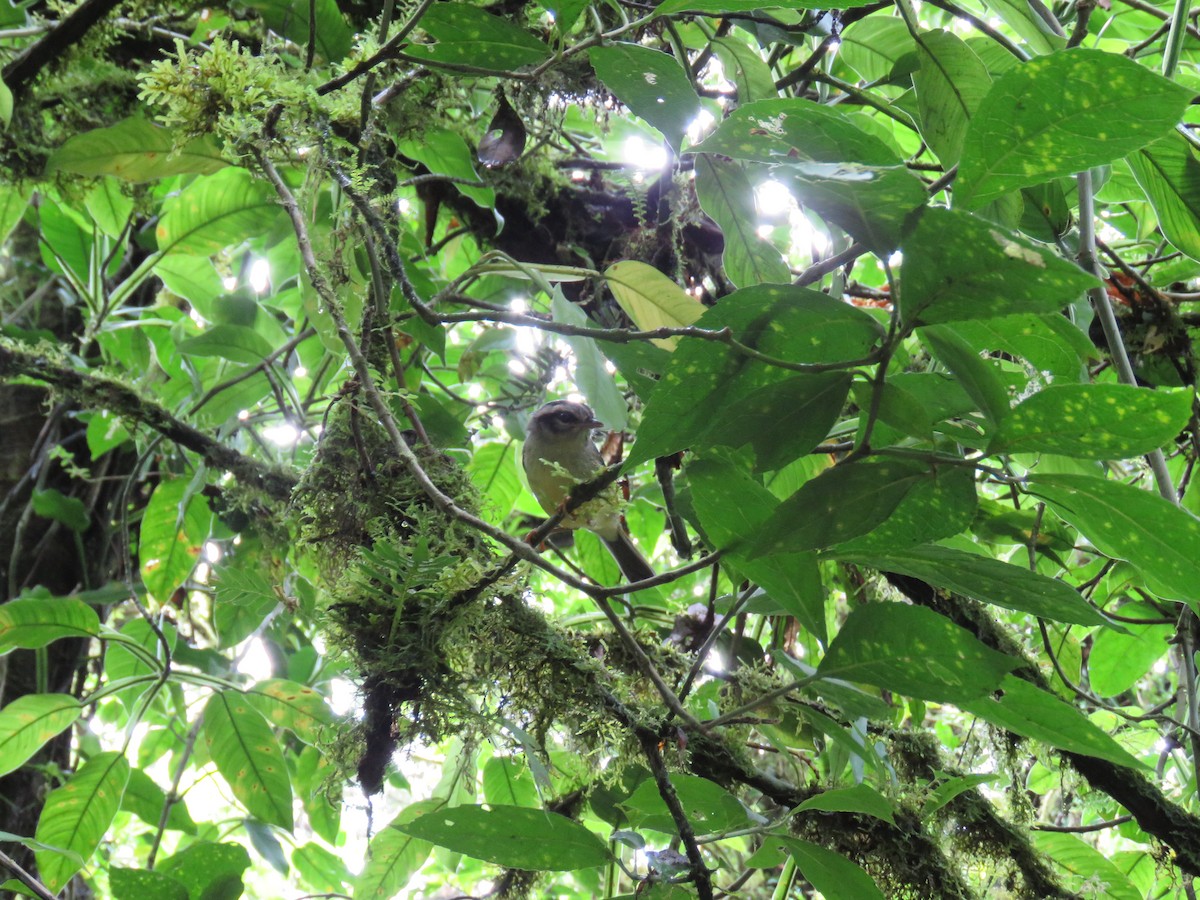 Golden-crowned Warbler - ML115438701