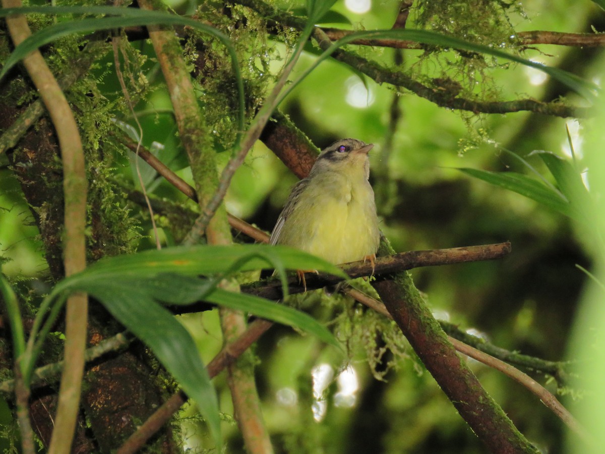 Golden-crowned Warbler - ML115438831