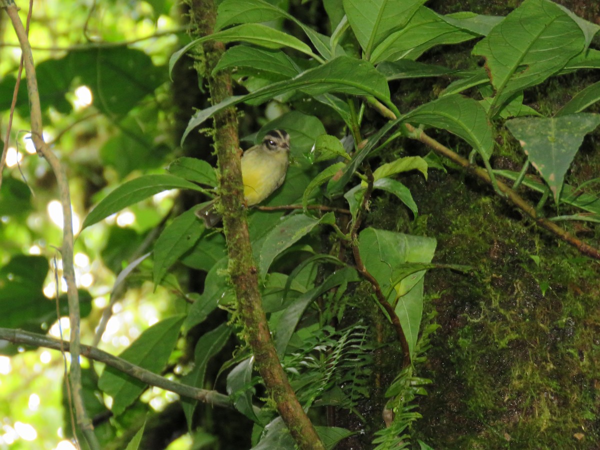 Golden-crowned Warbler - ML115438861