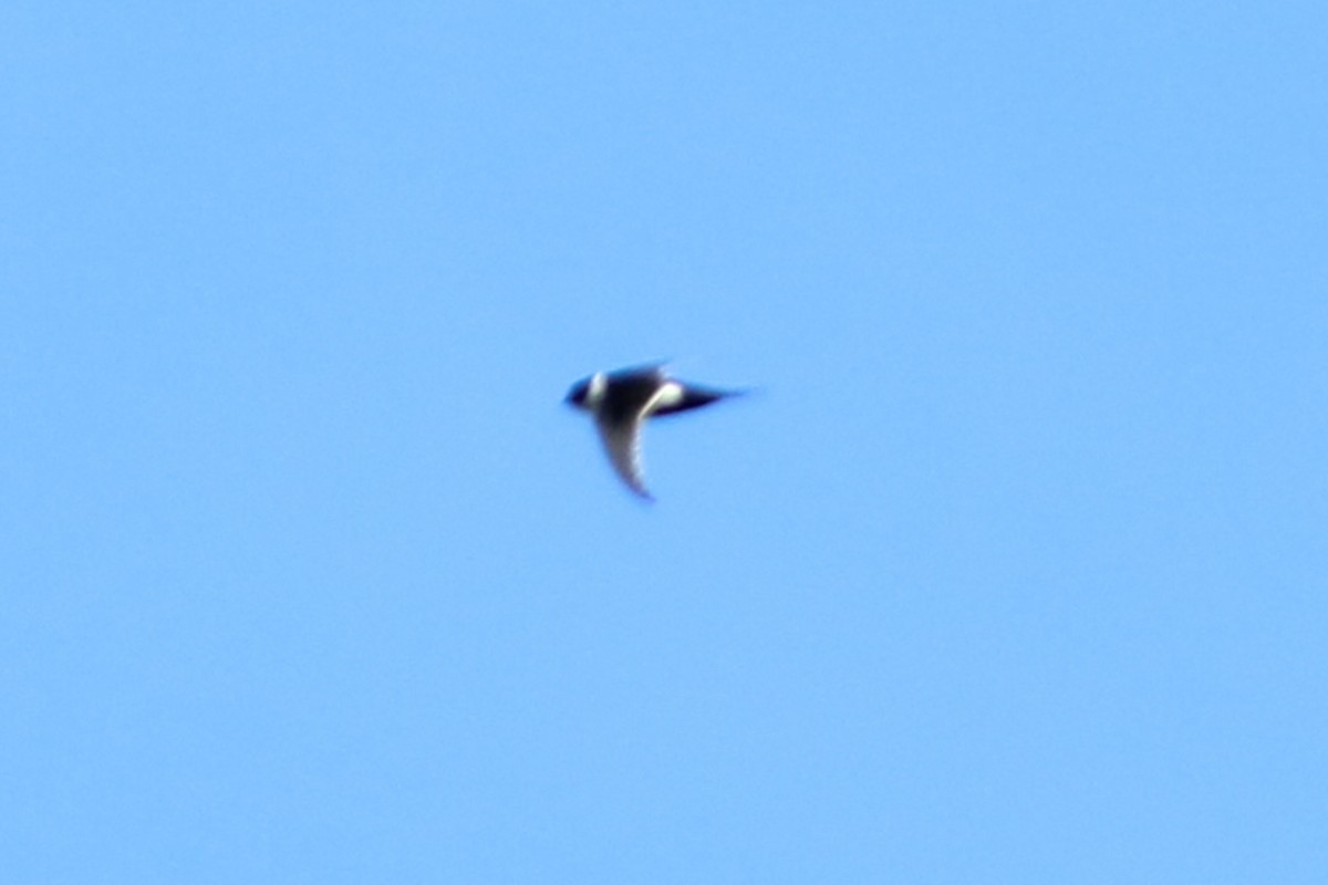 Great Swallow-tailed Swift - David Garrigues