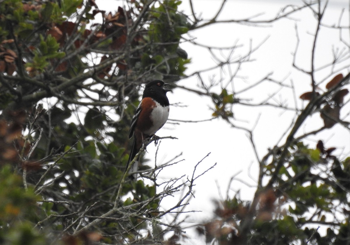 Spotted Towhee - ML115441631