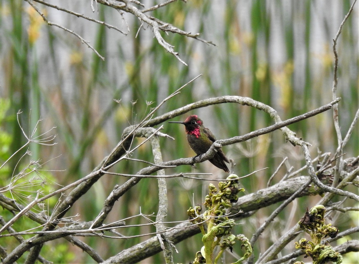 Anna's Hummingbird - ML115441701