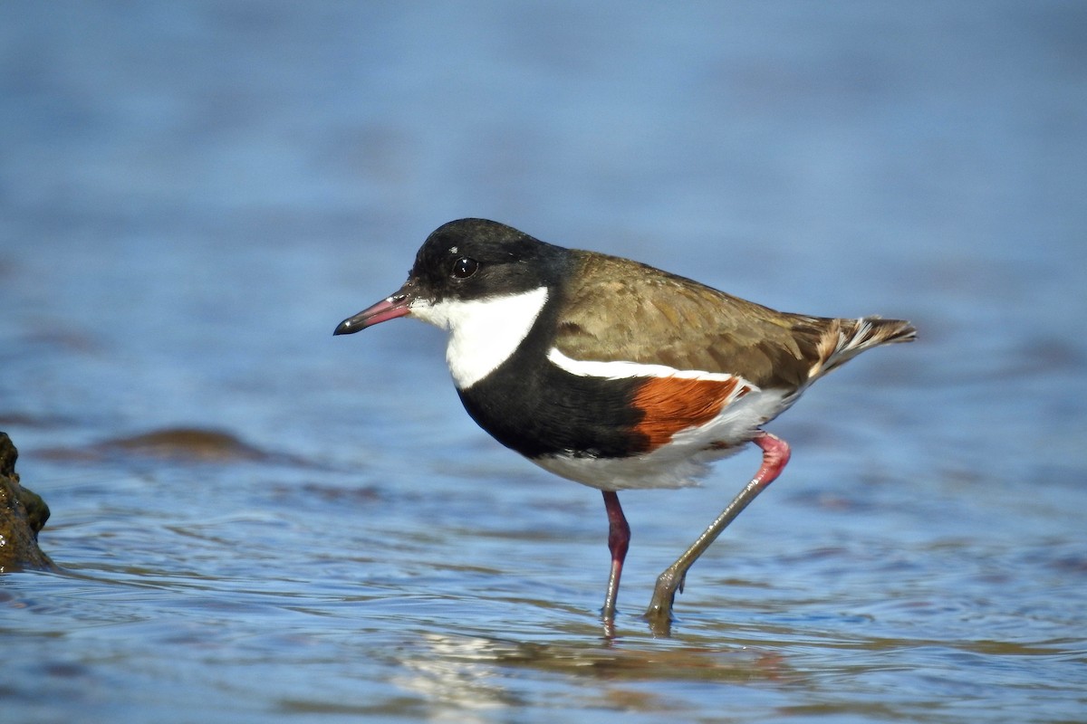 Red-kneed Dotterel - Michael Daley