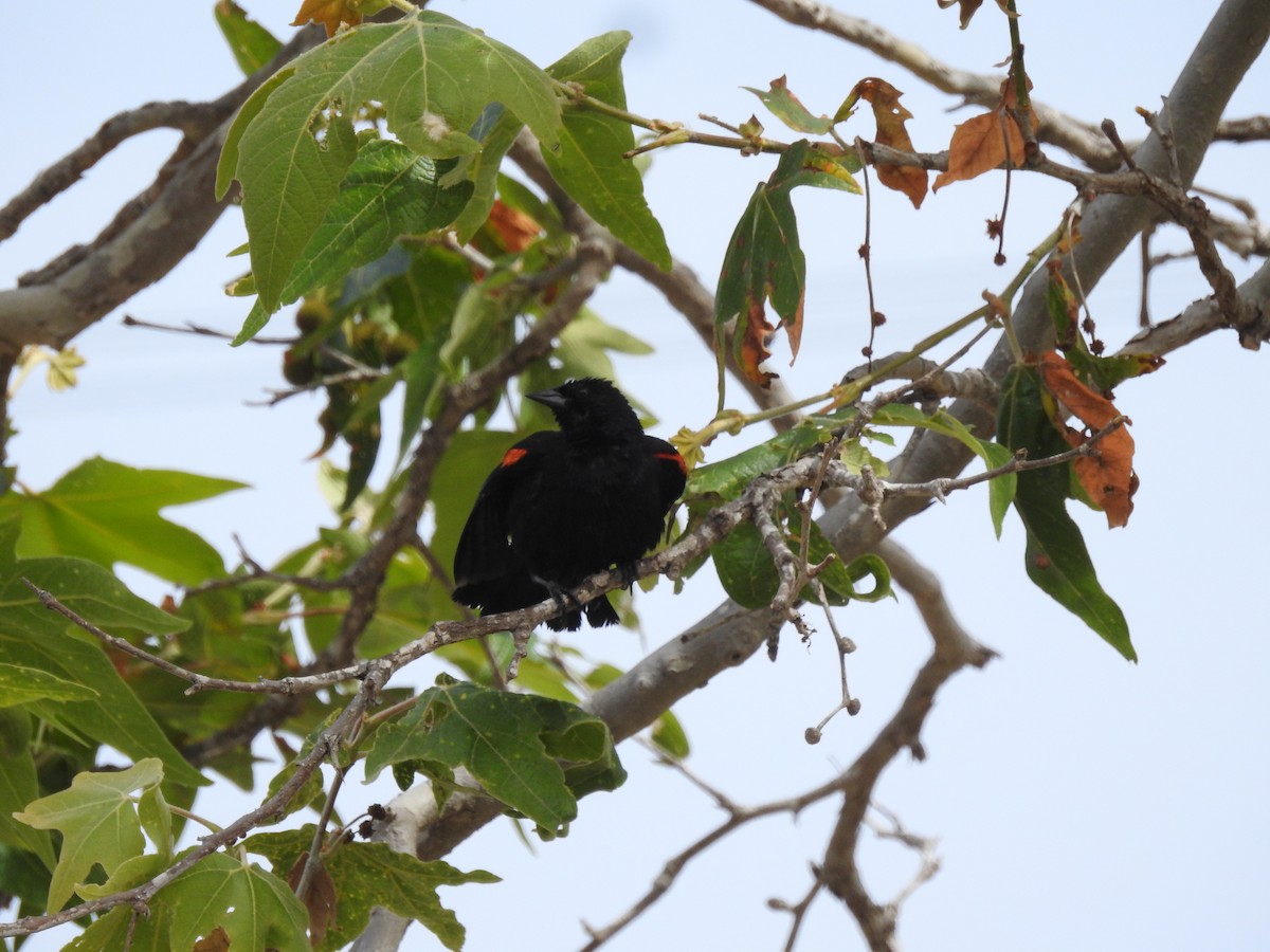 Red-winged Blackbird - ML115441861