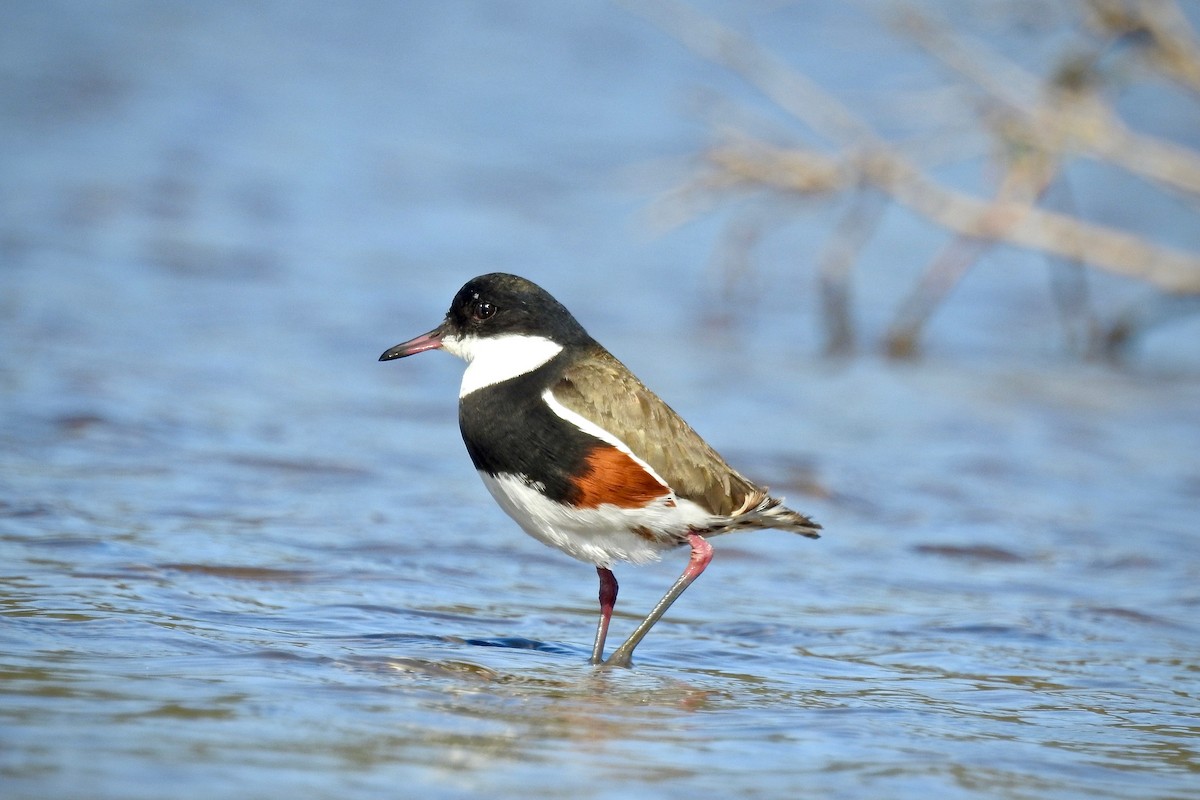 Red-kneed Dotterel - ML115441891
