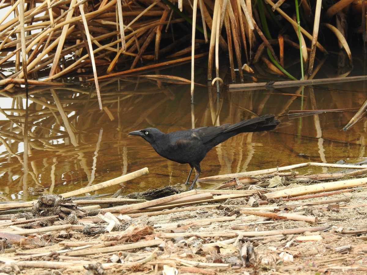 Great-tailed Grackle - ML115441951