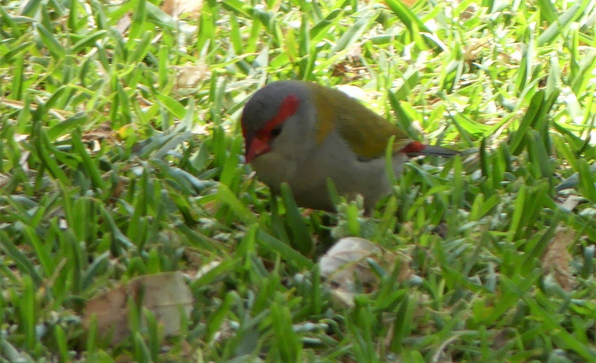 Red-browed Firetail - ML115446481